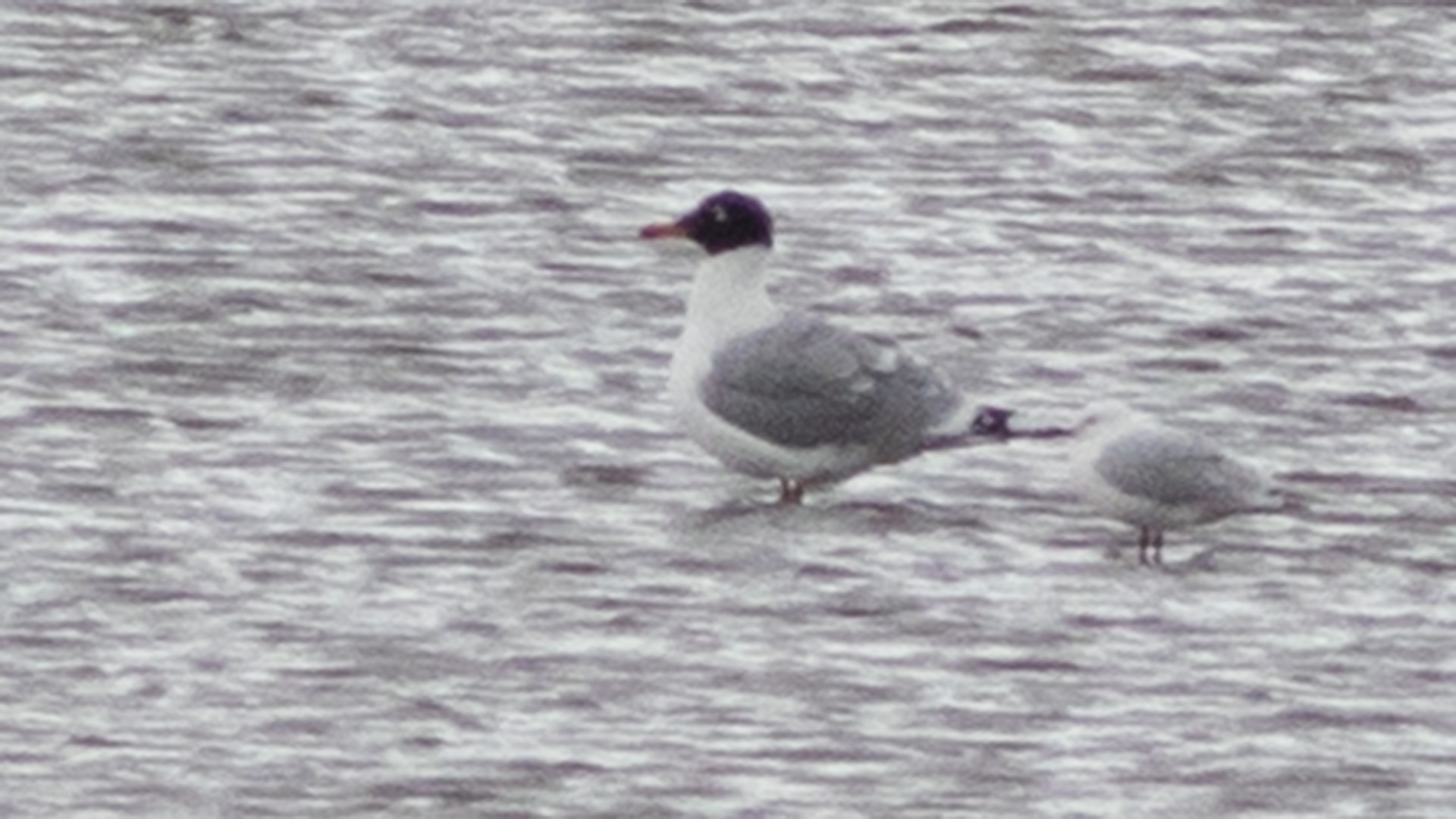 Pallas's Gull